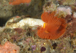 Protula tubularia