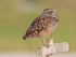 Burrowing Owl looks back over shoulder, Cape Coral, Florida