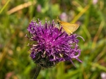 Essex Skipper