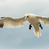 Northern Gannet