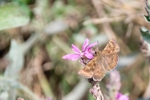 Dingy Skipper on Flower