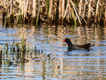 Moorhen