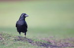 Carrion Crow - Corvus corone