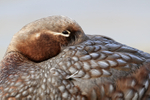 Falkland Steamerduck (female) resting close view, Carcass Island