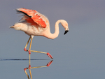 Chilean Flamingo raised wings wading, Laguna Chaxas, Chile