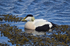 Eider