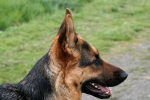 Tess