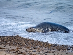 Atlantic Grey Seal