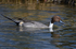 Pintail