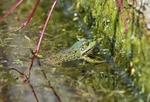 Marsh Frog