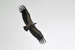 Griffon Vulture