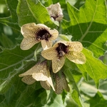 Black henbane (Hyoscyamus niger) 