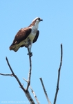 FLB048: Osprey