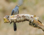 Cuckoo and caterpillar on stump, Scotland
