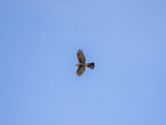 Sparrowhawk