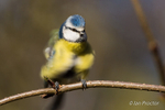 Blue Tit on a windy day at Oxford Island!