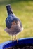 Sparrowhawk in Garden