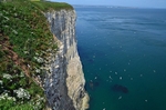 Bempton Cliffs, East Yorkshire