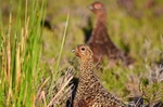 Red Grouse