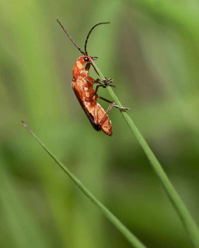 Common Soldier Beetle - Dee Estuary