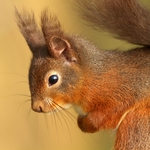 Red Squirrel