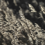 Reeds