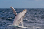 0A3A2634. Humpback Breach 5
