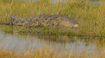 Nile Crocodile