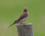 Wryneck