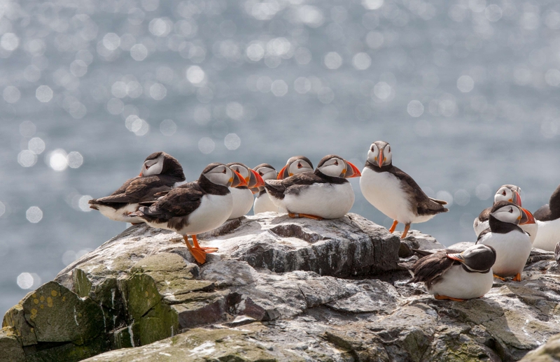 Puffin - Farne Islands