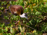 African Jacana (immature) walking on water plants