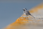 White Wagtail watches an insect fly by on the causeway at Farmoor