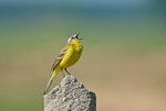 May 2013 - Blue-headed Wagtail