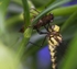 Common  Hawker