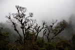 WAIPOUA FOREST ON WAY TO PAIHIA