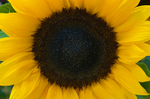 Sunflower - 4491
