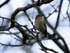 Goldcrest