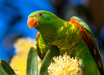 Scaly Breasted Lorikeet 1