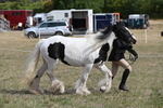WJ6_6468