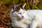 Cat domestic-71