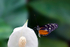 Tiger Longwing Butterfly - 4096