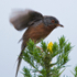 Dartford Warbler about to take off from a gorse bush at Arne