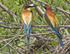 Bee Eaters.