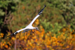 Wood Stork on final approach to land, Wakodahatchee Wetlands, Florida