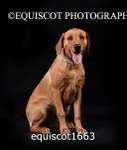 equiscot1663