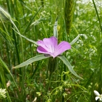 Corncockle (Agrostemma githago) 