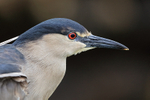 Black-crowned Night-Heron portrait, Carcass Island, Falklands