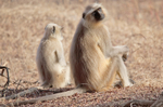 Common Langurs in Ranthambore Natioal Park