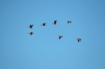 Greater (Greenland) White-fronted Geese