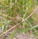 Black Browed Reed Warbler